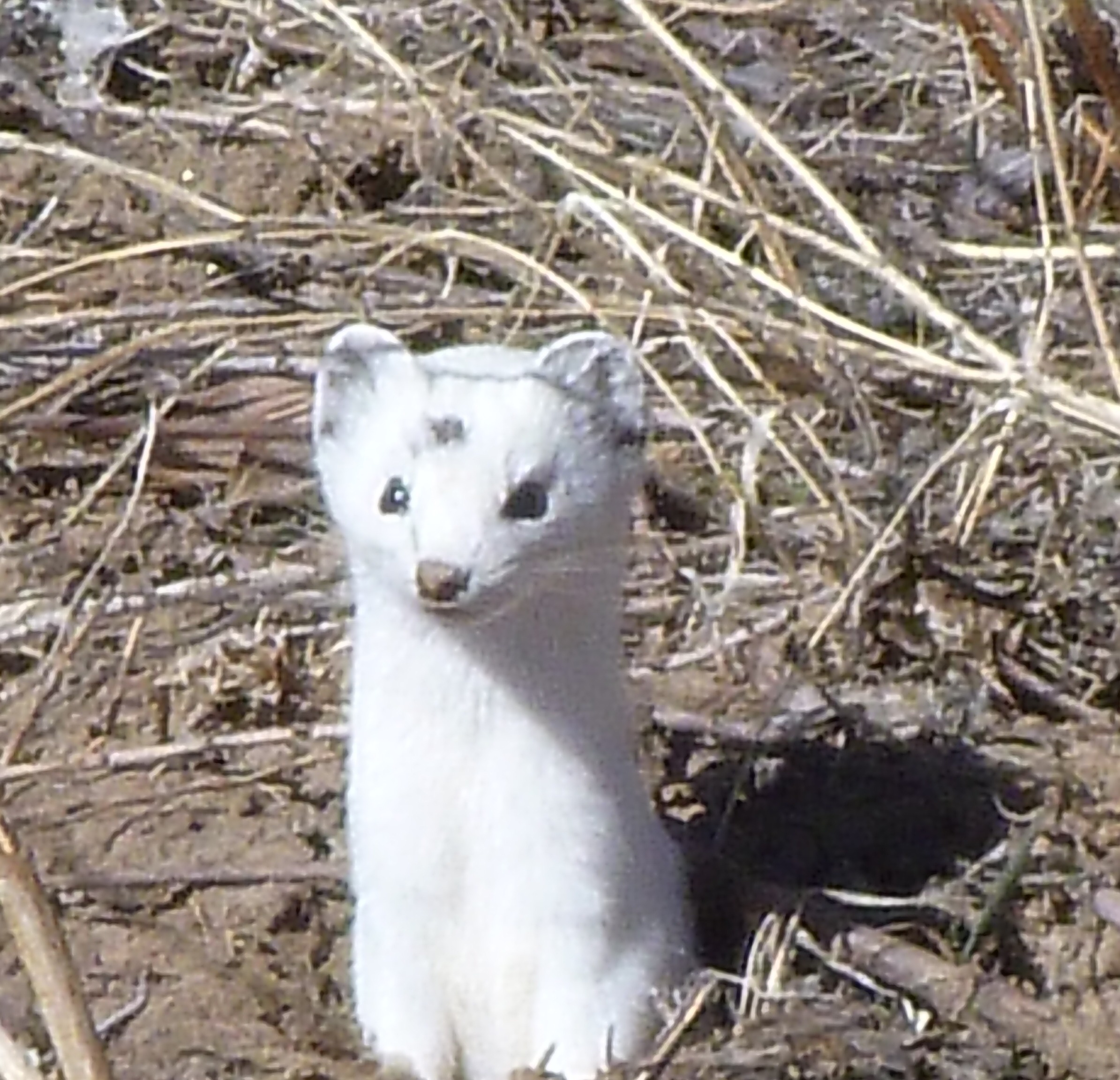short tailed weasel taken March 16, 2012